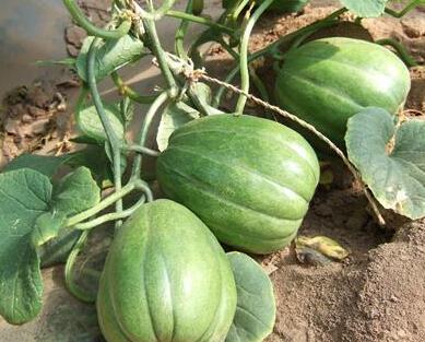 吃瓜价格,揭秘吃瓜市场的价格之谜