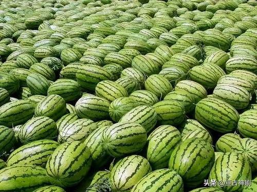 吃瓜大赛创意名称,揭秘吃瓜大赛的创意魅力与狂欢瞬间