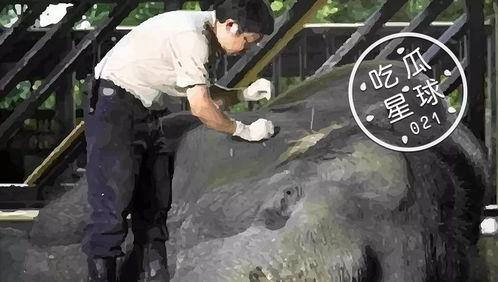 吃瓜星球共生,探索共生生态的奇妙之旅