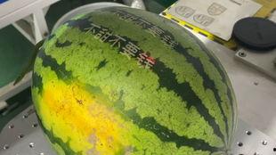 抢着吃的瓜不甜,揭秘“抢着吃的瓜不甜”的哲理