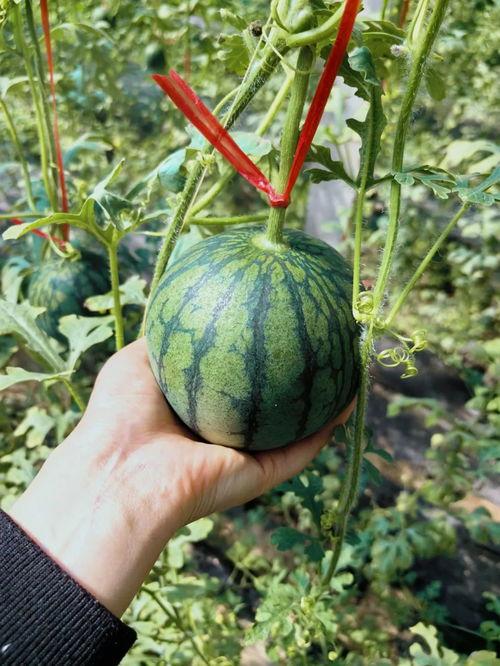 王大瓜吃瓜,揭秘娱乐圈幕后故事