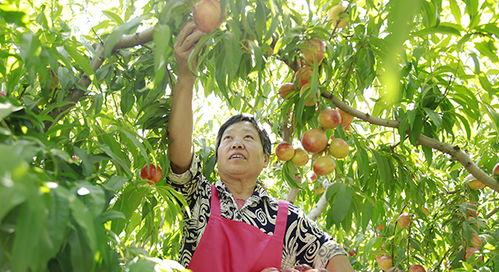 广宗县吃瓜,瓜果飘香，品味乡愁