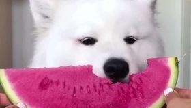 你朋友吃瓜的样子,揭秘我朋友吃瓜的欢乐时光