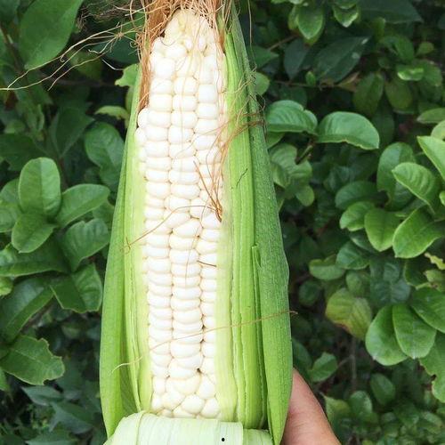 学校吃瓜out,揭秘“吃瓜”背后的校园文化现象