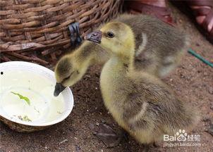 小鹅吃瓜视频大全,视频大全带你领略萌宠趣味时光