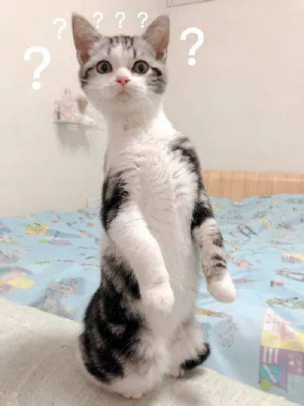 猫咪吃瓜的音乐,音乐中的欢乐时光