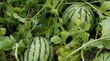 路边吃瓜怎么办