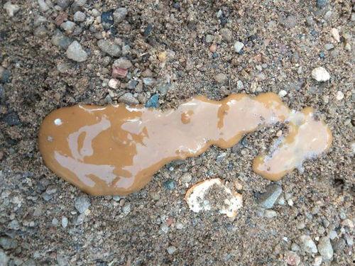 鸡屎瓜如何吃,探索美味食用方法