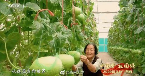 苏离吃瓜,揭秘娱乐圈背后的那些事儿