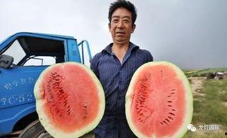 上谁家瓜地吃瓜甜不甜,谁家瓜甜谁家甜