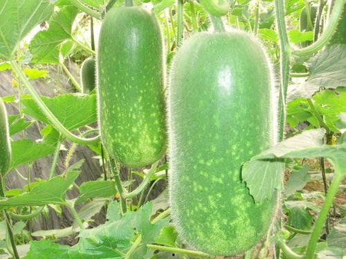 减肥期蒲瓜怎么吃,轻松享瘦的绿色选择