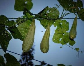 孕期吃八棱瓜,八棱瓜的营养与食用指南