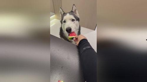 聪明小狗吃瓜,聪明小狗的瓜界探险记