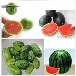 吃黄拇指瓜,探寻黄拇指瓜的独特风味与营养奥秘