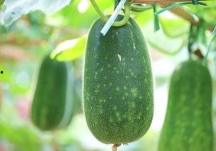 哈蛮瓜怎样热吃,冬日暖胃美食攻略