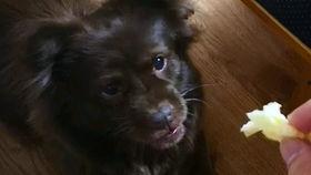 吃瓜狗子爬树,趣味瞬间捕捉