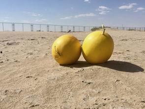 一周岁可以吃蜜瓜吗