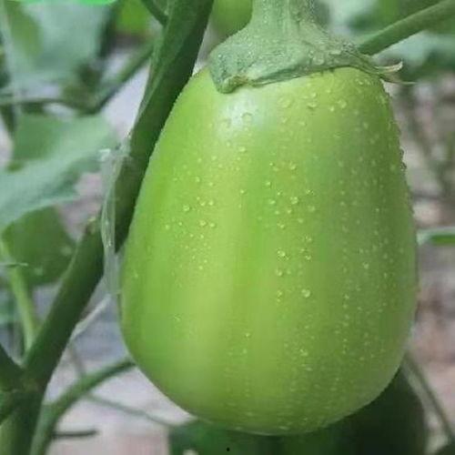 圆形吊瓜怎么吃