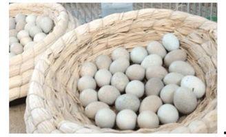 芦丁鸡吃瓜,一场甜蜜的味蕾之旅