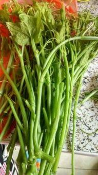 洋瓜尖孕妇可以吃吗,安全与营养两不误