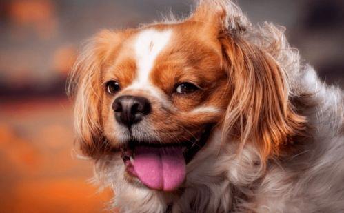 狗血吃瓜黄毛,狗血吃瓜背后的真相揭秘