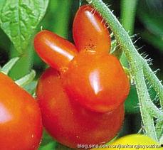 吃瓜吃到歪瓜裂枣,揭秘网络谣言背后的真相