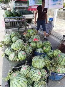 新乐田小姐吃瓜事件,揭秘娱乐圈幕后风波