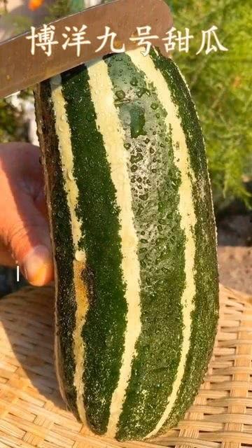 斯斯吃瓜没有音乐,音乐缺席下的独特体验