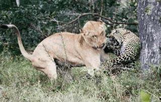 狮子碰到花豹吃瓜,共赏瓜果盛宴