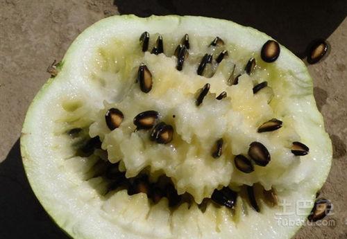 河马吃籽瓜,籽瓜的诱惑之旅