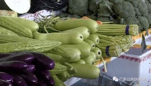 吃扶手瓜中毒,揭秘扶手瓜的潜在风险与应对措施