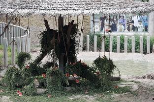 犀牛吃瓜,探寻大自然的神奇食趣