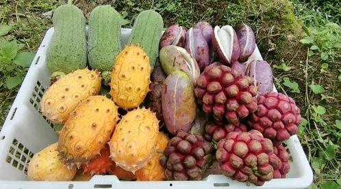 农村人吃彩色瓜,农村彩色瓜果的诱惑