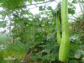 砍瓜怎么烙着吃,砍瓜烙的独特烹饪方法揭秘