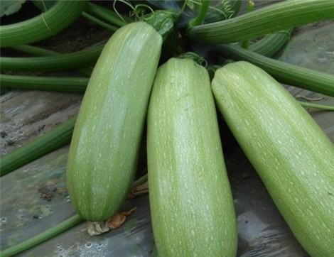 吃瓜会皮肤发黄吗