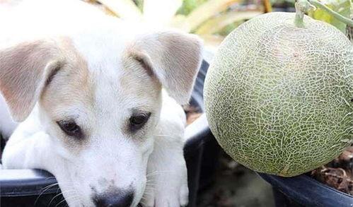 狗狗吃哈密瓜吗,狗狗可以吃哈密瓜吗？营养与注意事项揭秘