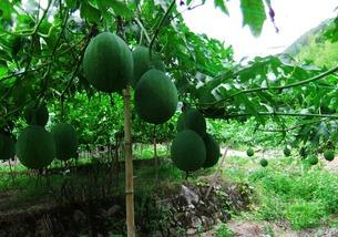 吊瓜能每天吃吗,吊瓜的日常美味探索