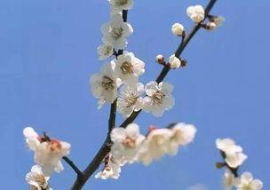 梅花 七吃瓜视频,揭秘美食背后的趣味故事