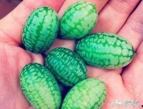 金乡吃瓜最小的瓜,最小瓜王争霸记