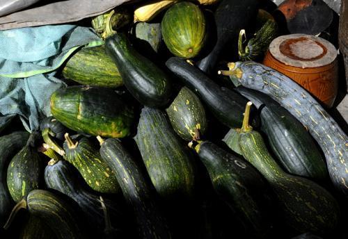 北瓜结瓜少为什么吃瓜少,吃瓜季为何减少之谜