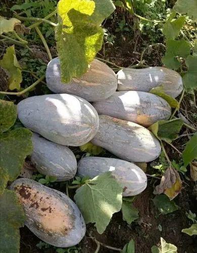 吃县瓜,探寻地方特色美食之旅