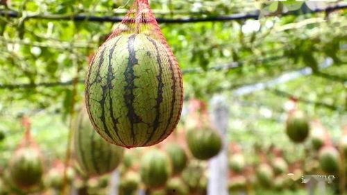 林州姚村吃瓜,林州姚村特色吃瓜体验之旅